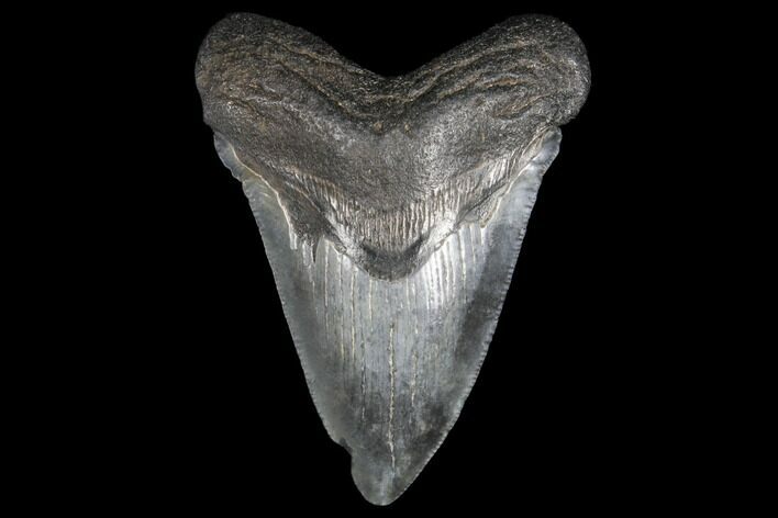 Fossil Megalodon Tooth - South Carolina #130736